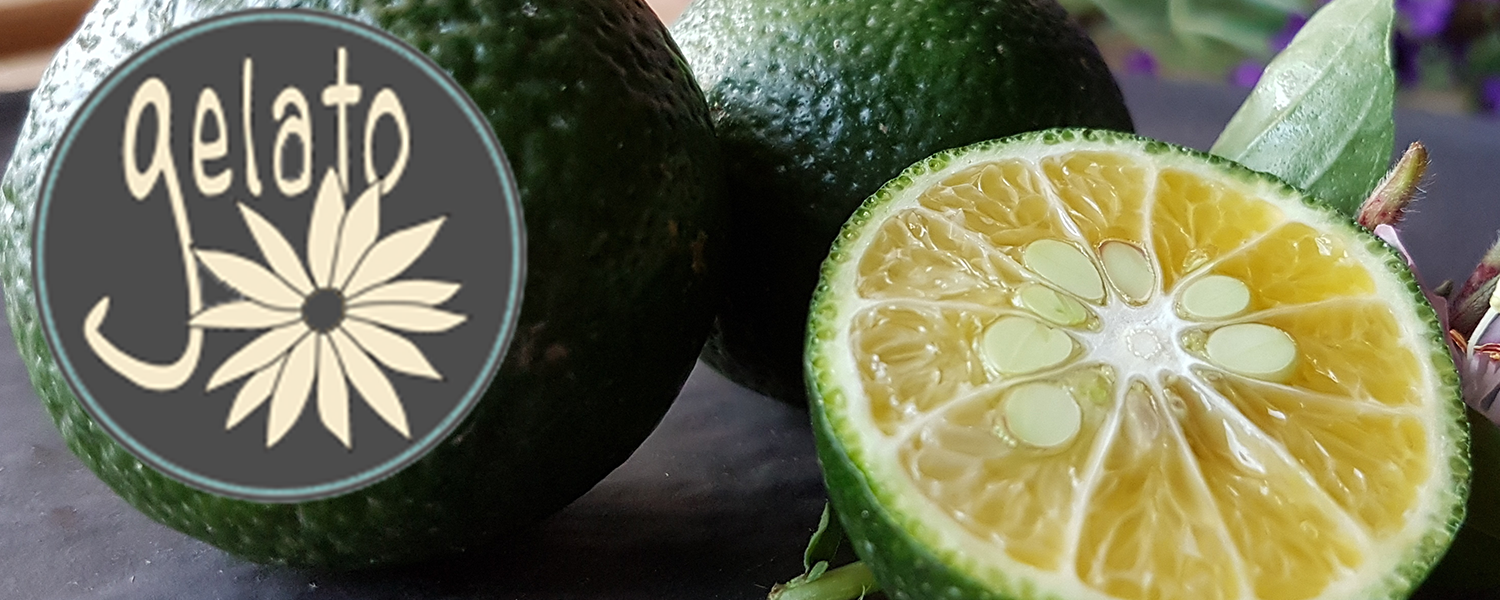 scopriamo-il-miyagawa